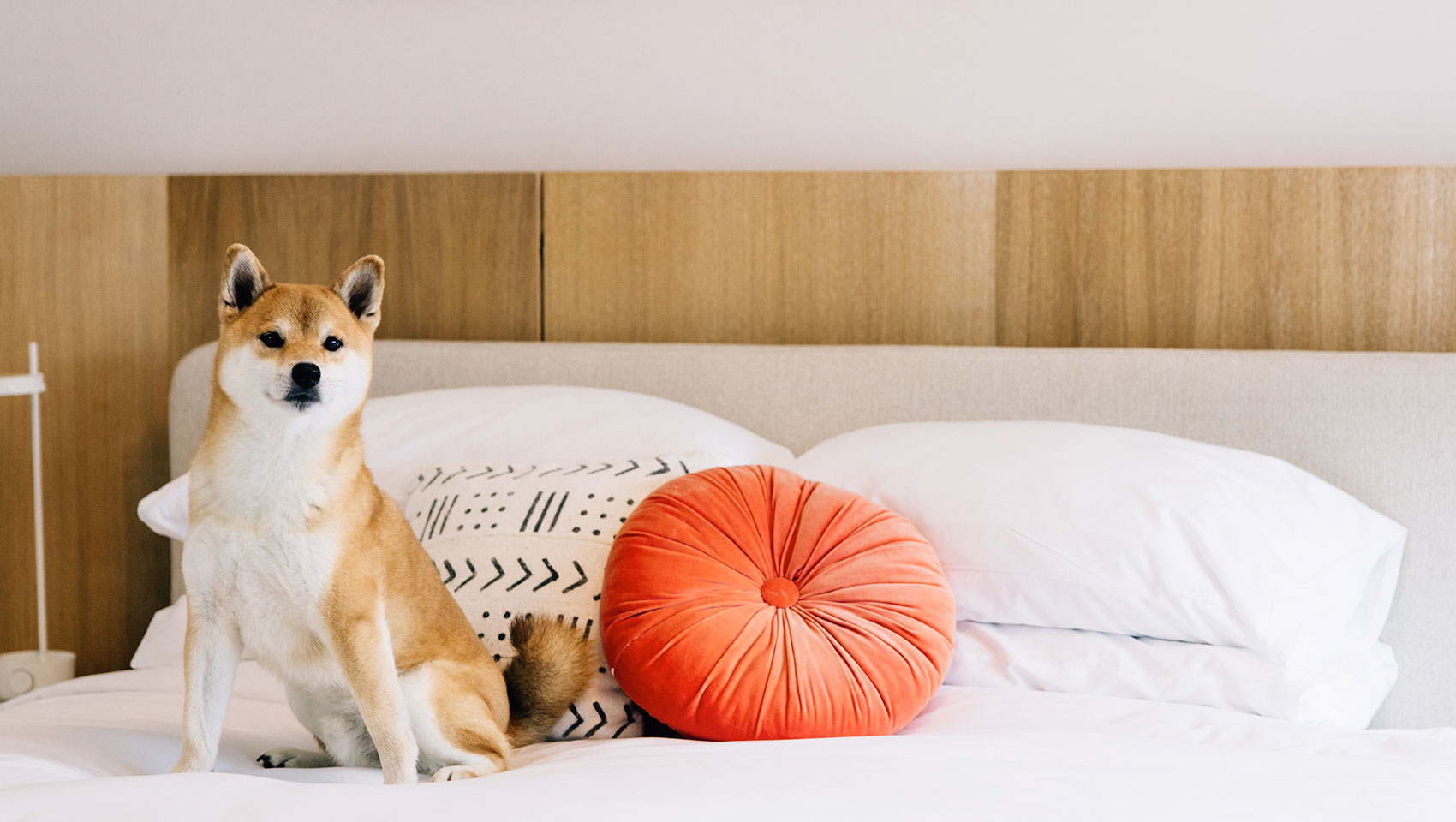 dog in bed orange pillow